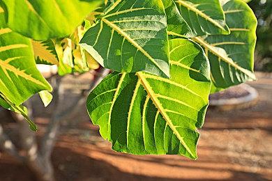 欢乐搞笑打屁屁游戏《Spanky》 4月30日抢先体验 支持简繁中文